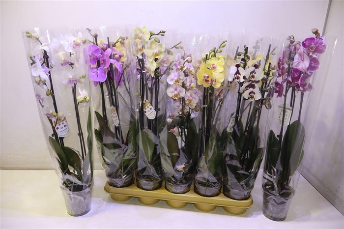 <h4>Phal Gem</h4>