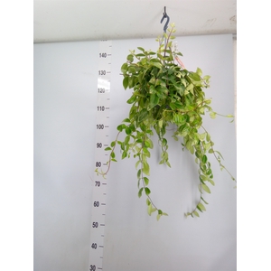 Aeschynanthus  'Bolero Bicolore'