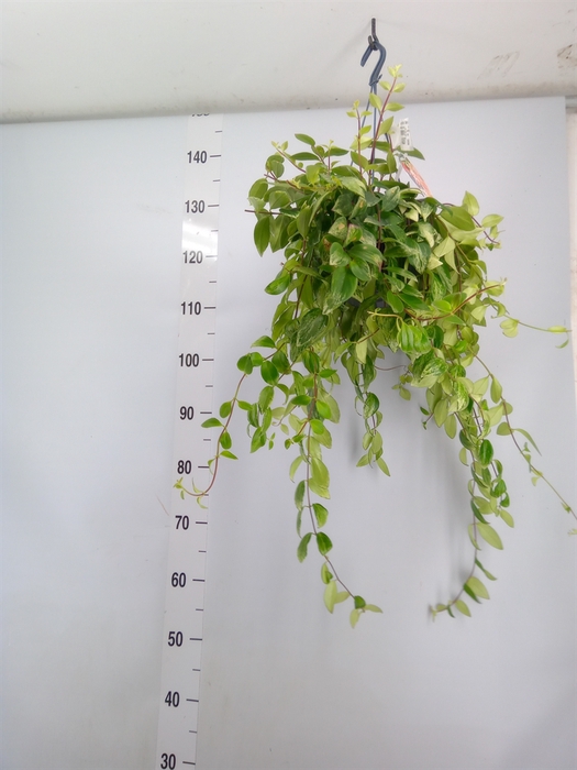 <h4>Aeschynanthus  'Bolero Bicolore'</h4>