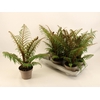 Cyathea Tomentosissi