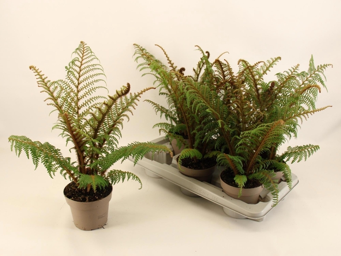 Cyathea Tomentosissi