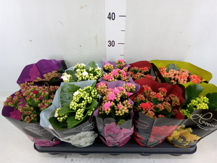 <h4>Kalanchoe blos.   ..rosebud rs fl 5</h4>