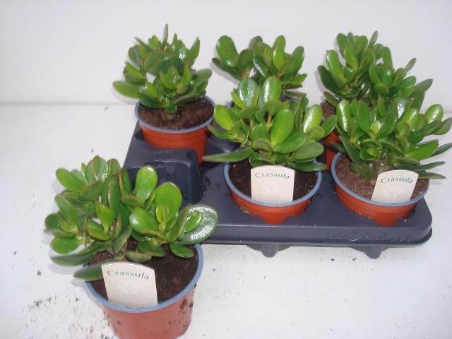 <h4>CRASS OVATA</h4>