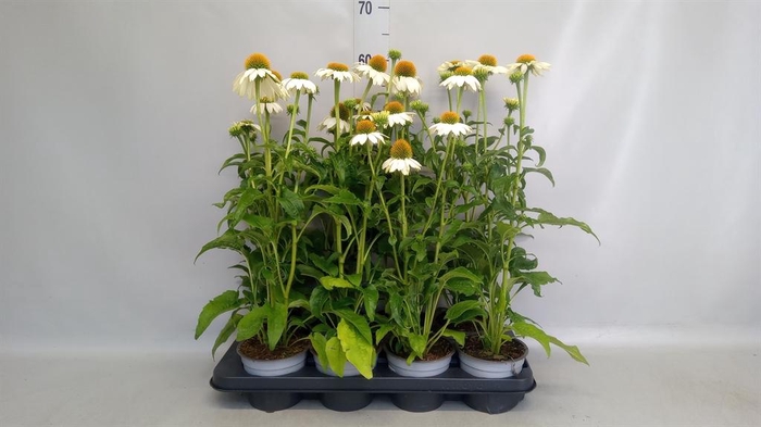 <h4>Echinacea purp.</h4>