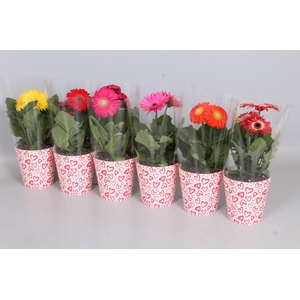 Gerbera smartcup Wit (rode en roze hartjes)