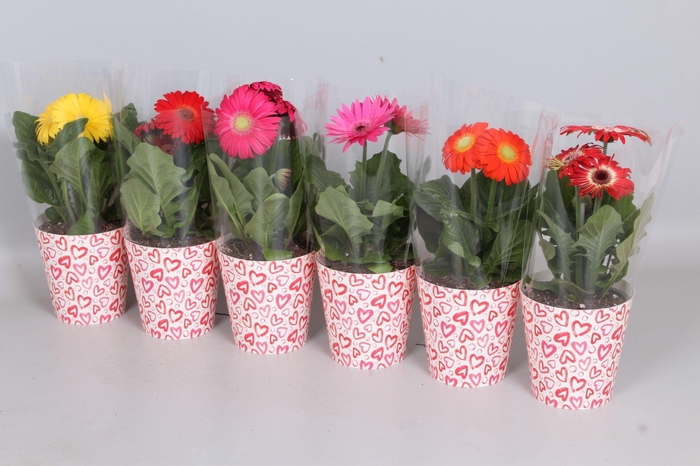 <h4>Gerbera smartcup Wit (rode en roze hartjes)</h4>