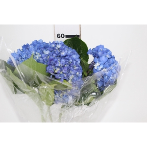 HORTENSIA AZUL