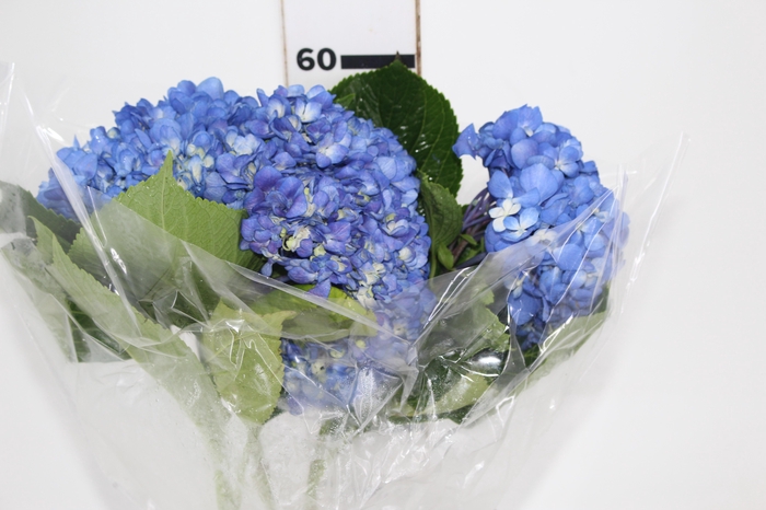 <h4>HORTENSIA AZUL</h4>