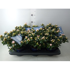 Rhododendron sim. 'Hor Class Bicol'