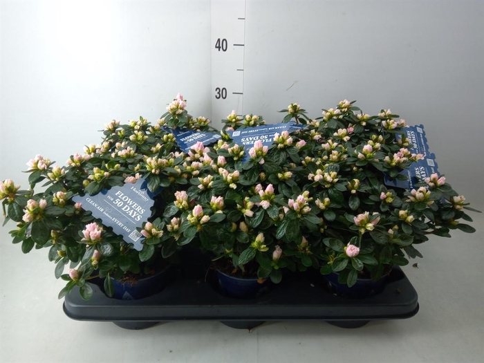 <h4>Rhododendron sim. 'Hor Class Bicol'</h4>