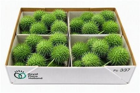 <h4>CUCUMIS HIRSUTUS</h4>