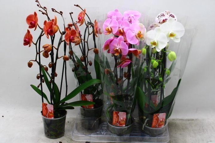 <h4>PHAL EL CASCADE</h4>