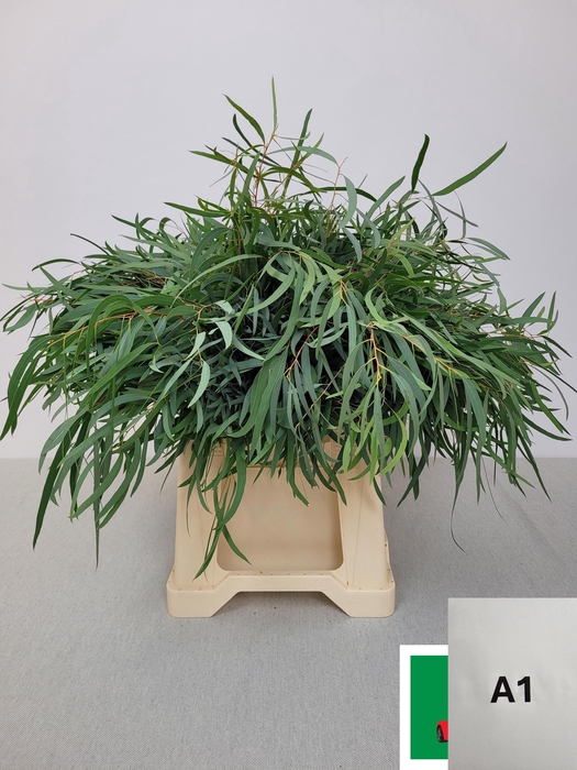 <h4>EUC NICHOLII PB</h4>