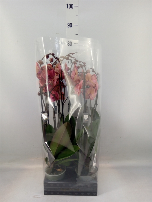 <h4>Phalaenopsis   ...orange</h4>