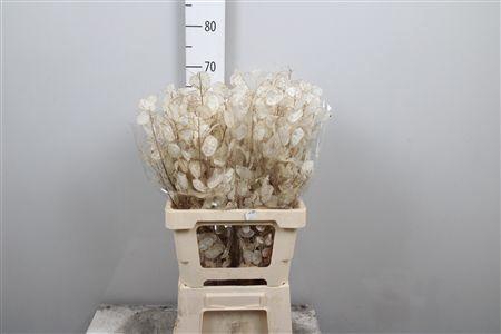 <h4>Lunaria Ann Dry</h4>