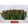 Leucadendron Laurel Yellow
