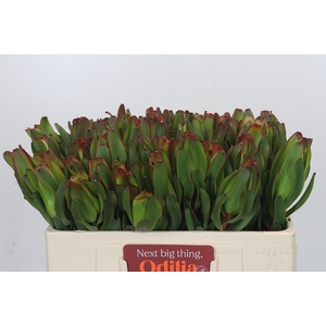 Leucadendron Laurel Yellow