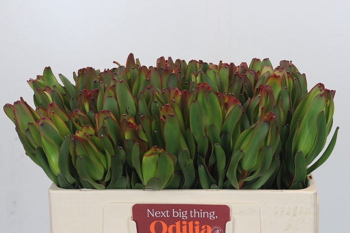 Leucadendron Laurel Yellow