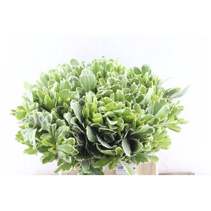Pittosporum Ilan