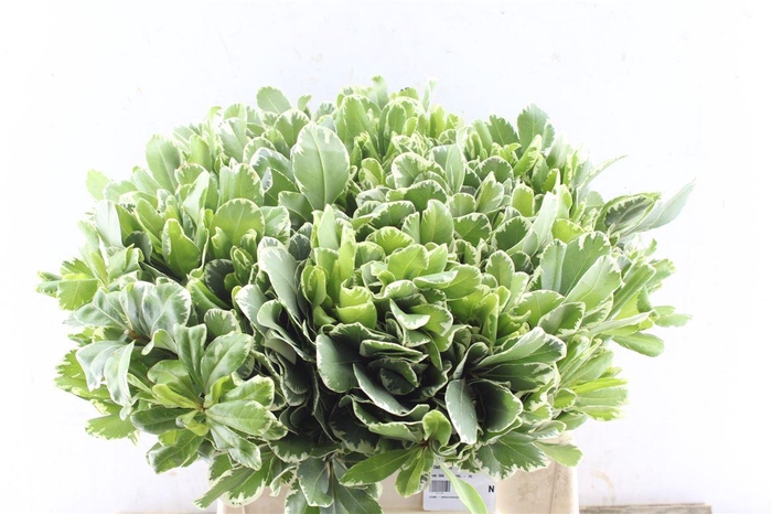 <h4>Pittosporum Ilan</h4>