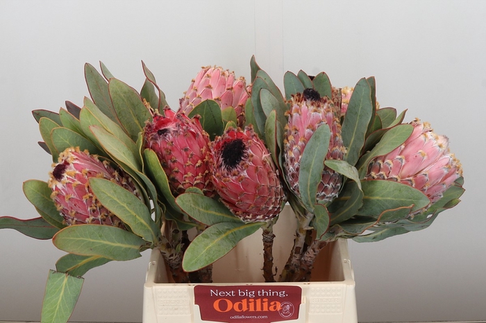 Protea Barbigera Air