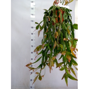 Rhipsalis elliptica