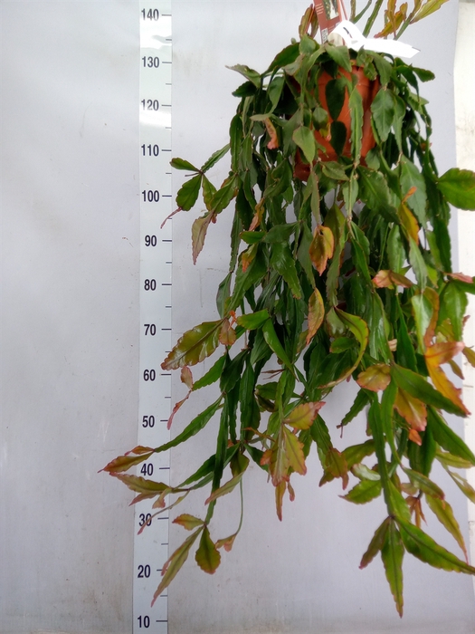 <h4>Rhipsalis elliptica</h4>