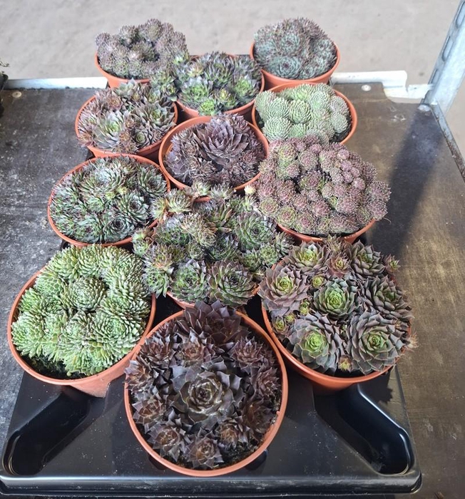 <h4>SEMPERVIVUM-HYBRID</h4>