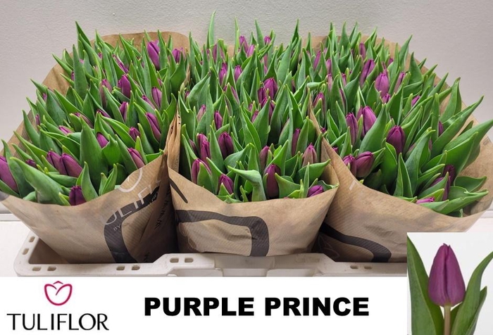 <h4>TU EN PURPLE PRINCE</h4>