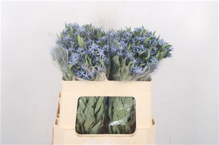 <h4>Amsonia Tab Night Sk</h4>