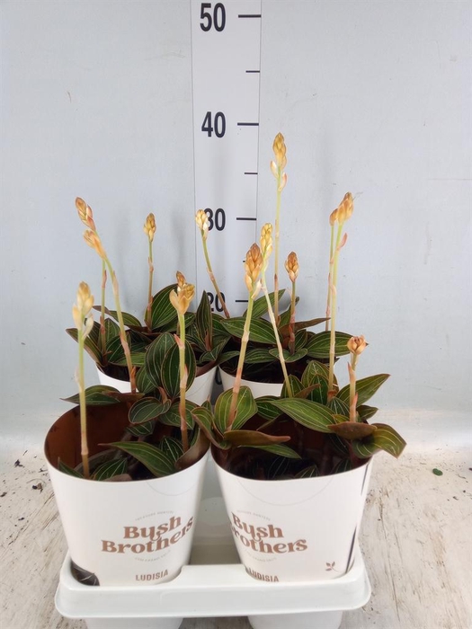 <h4>Ludisia discolor</h4>