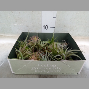 Tillandsia