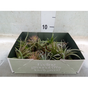 Tillandsia
