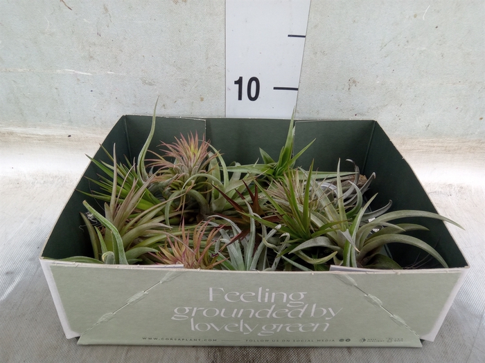 <h4>Tillandsia</h4>