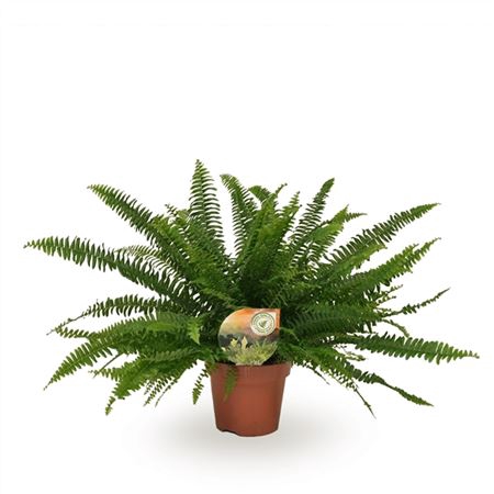 <h4>Nephrolepis Green Lady A2</h4>