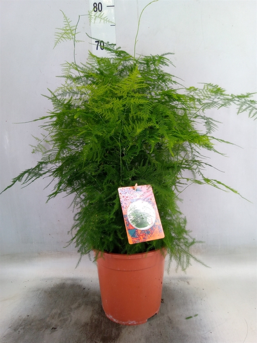 <h4>Asparagus setaceus</h4>