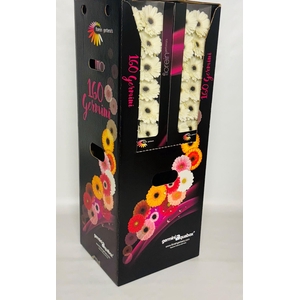 GE MI OLAF Aquabox - diamond (8 x 15)