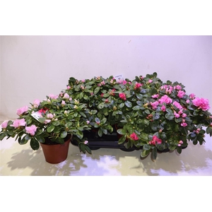 arr8 Rhodo Si Vogel Gem