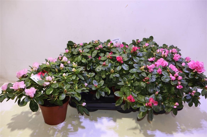 <h4>Rhodo Si Vogel Gem</h4>