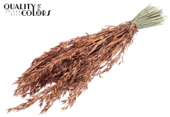 Avena per bunch Copper + Glitter