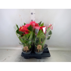 Anthurium andr. 'Casparo'