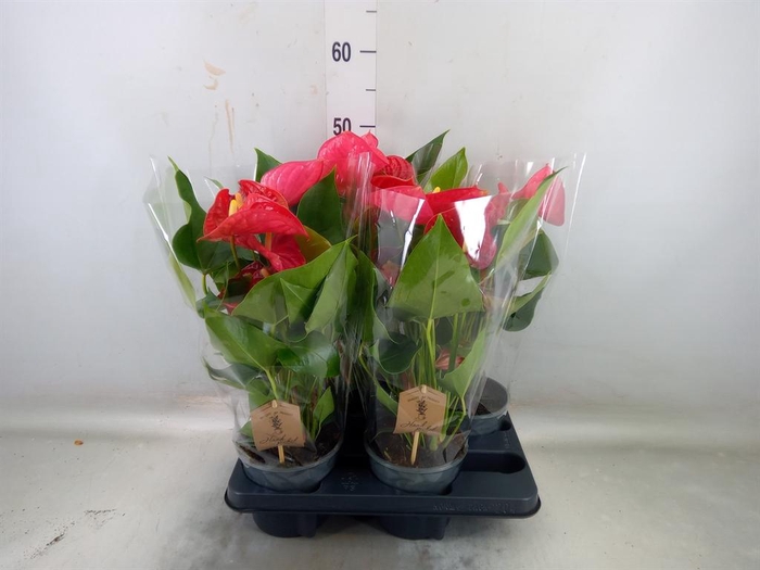 <h4>Anthurium andr. 'Casparo'</h4>