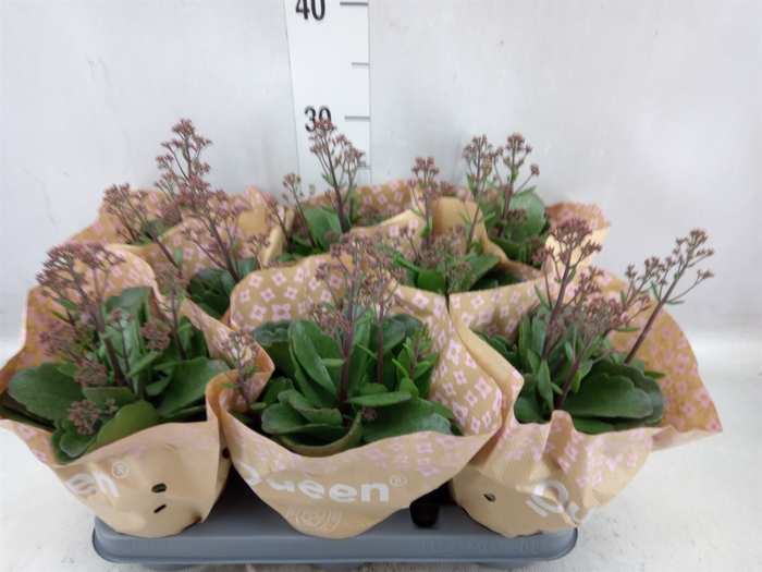 <h4>Kalanchoe  'WildFlow Surp Canyon'</h4>