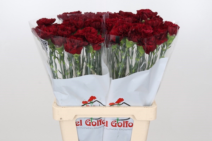 Dianthus St Junko