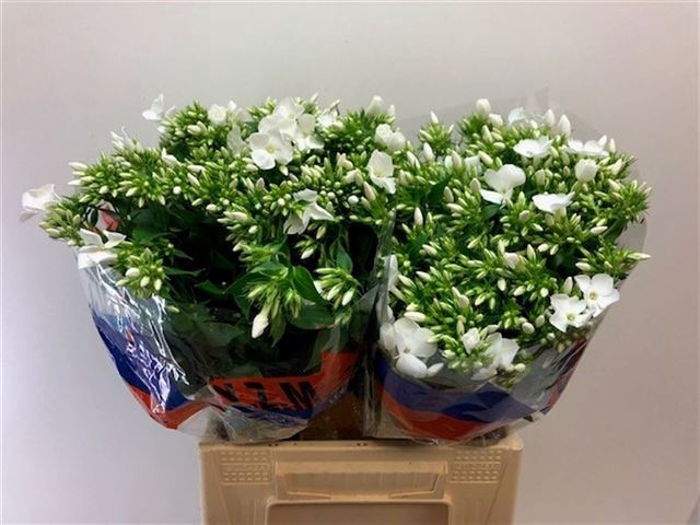 <h4>PHLOX P WHITECAP</h4>