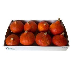 <h4>Cucurbita</h4>