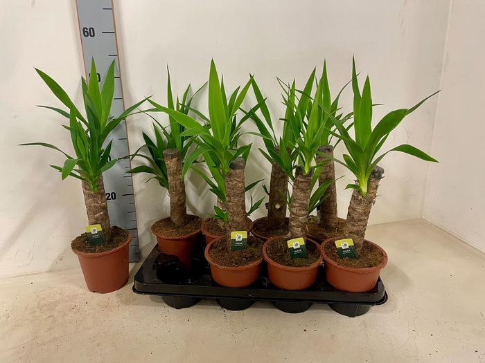 <h4>YUC ELEPHANTIPES</h4>