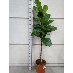 Ficus lyrata