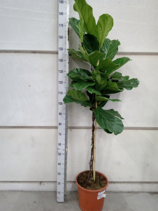 <h4>Ficus lyrata</h4>