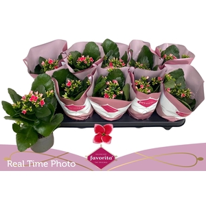 KAL EN BEL ROSA PINK